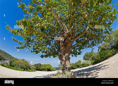 mulberry tree ancient china